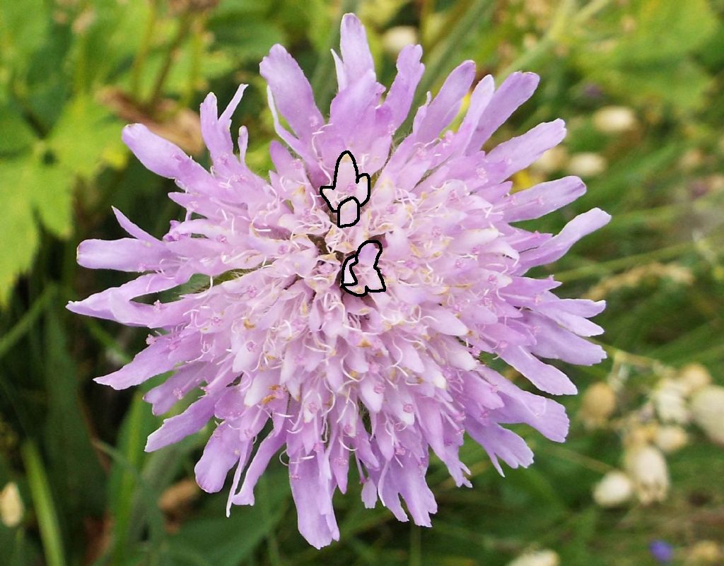 Knautia longifolia / Ambretta alpina